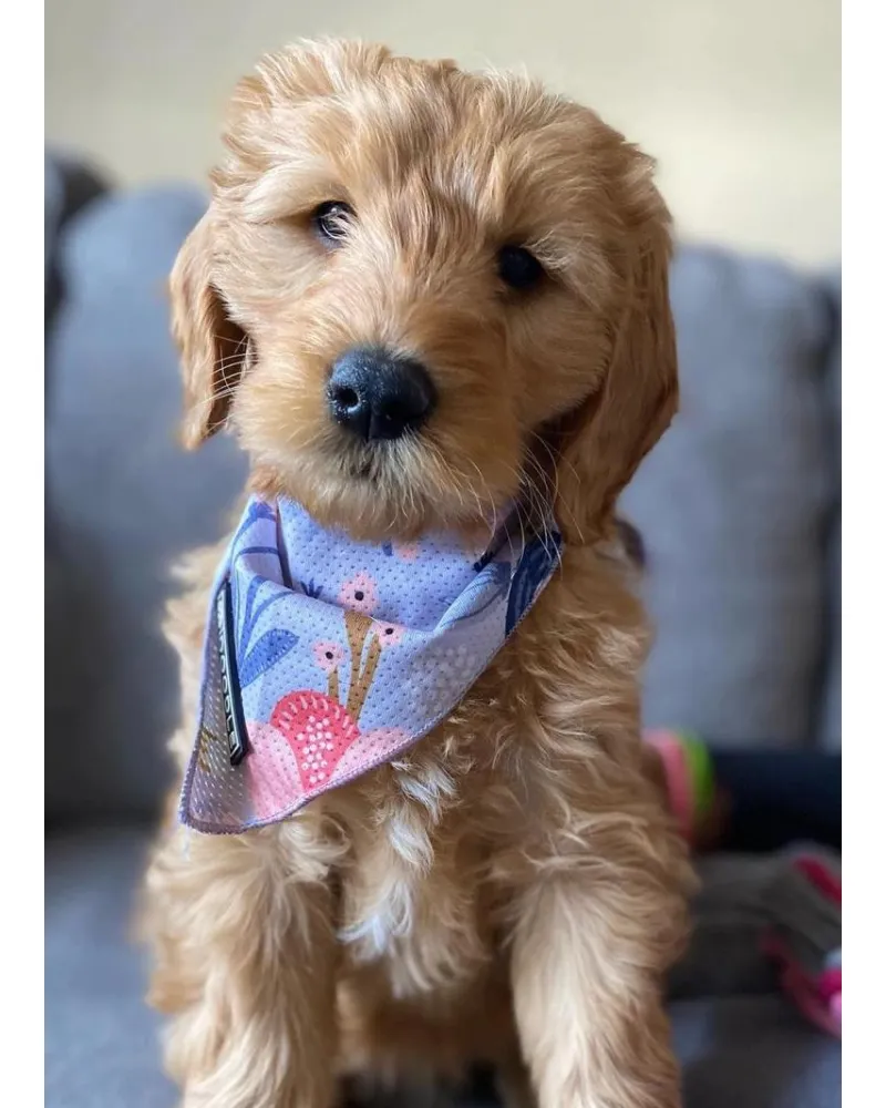 Cooling Dog Bandana in Bloom (FINAL SALE) (SUM24LO)