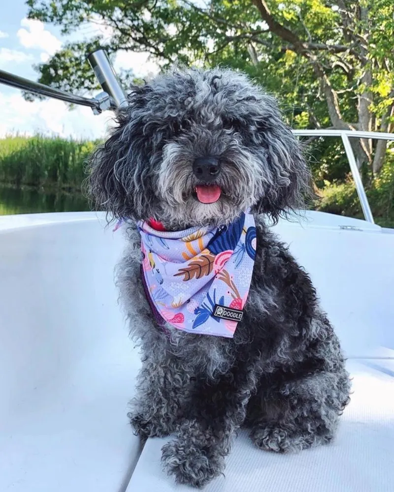 Cooling Dog Bandana in Bloom (FINAL SALE) (SUM24LO)