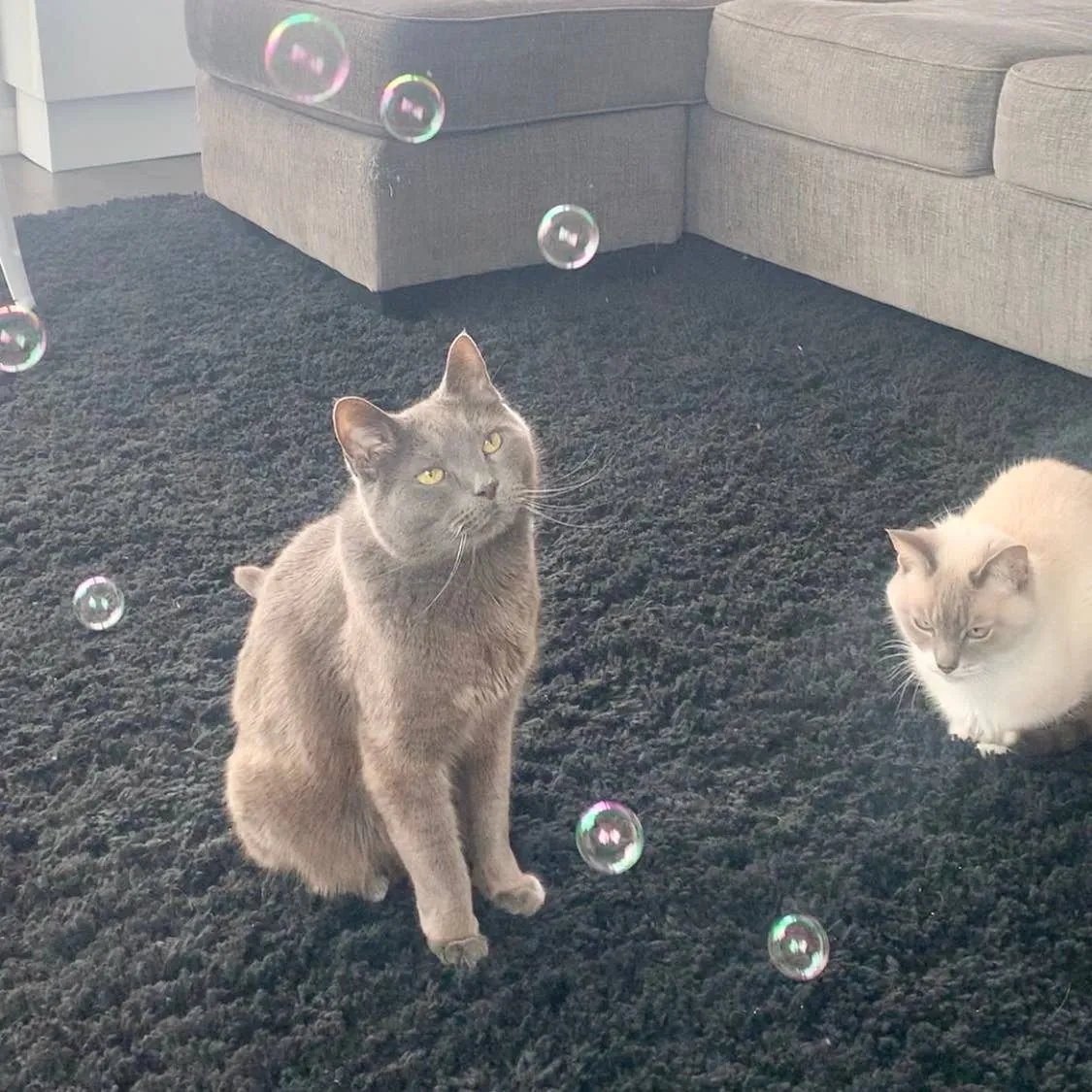 Meowgarita Catnip Bubbles