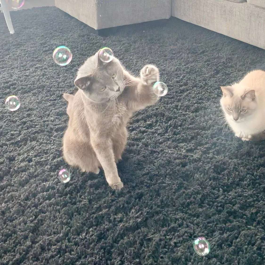 Meowgarita Catnip Bubbles