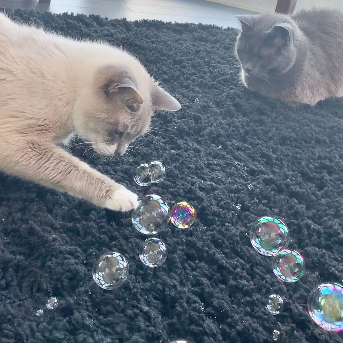 Meowgarita Catnip Bubbles