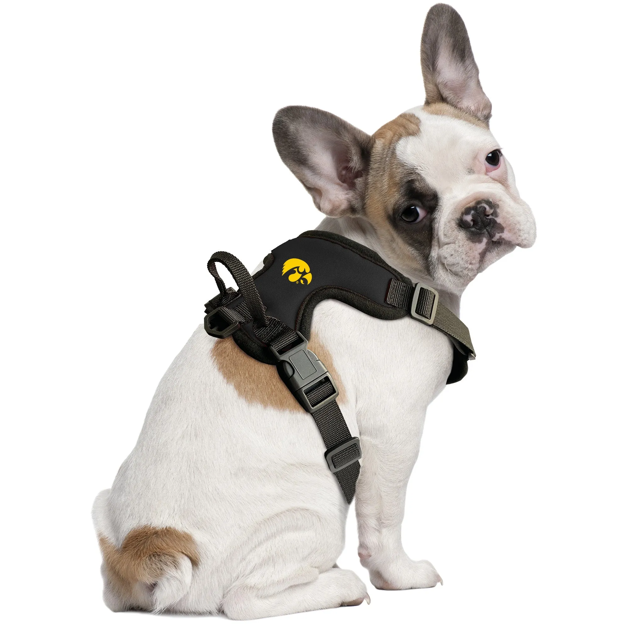 University of Iowa Front Clip Pet Harness
